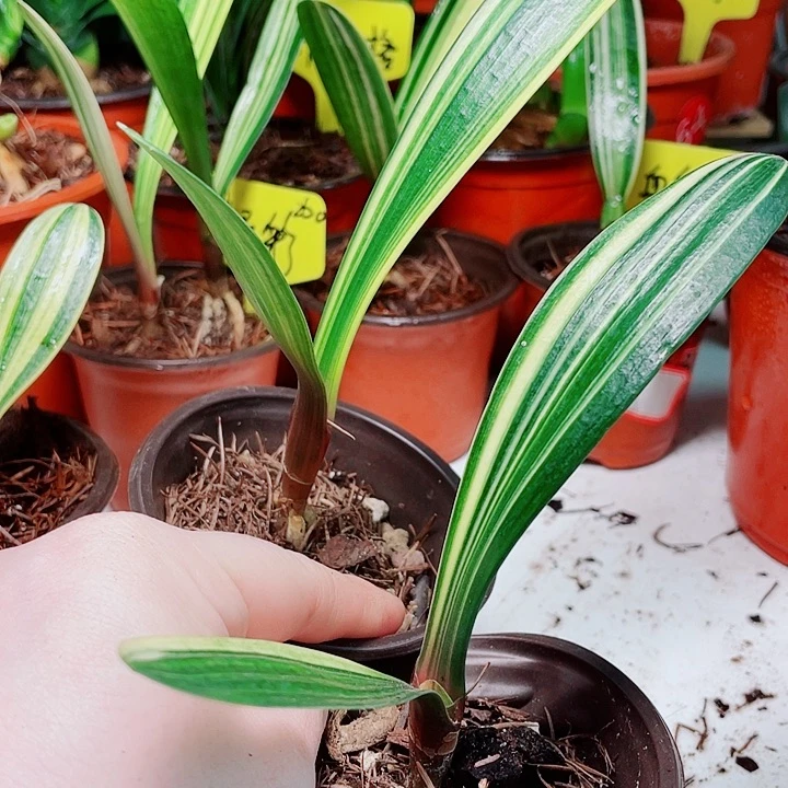 当前无花栽培后可以开花