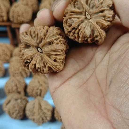 贺***侠完全开放南疆石核桃