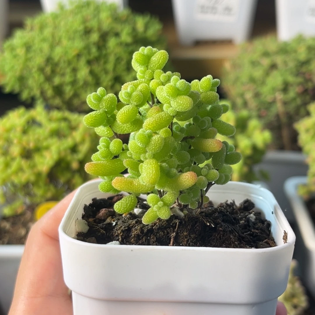 811开播福利金桔。