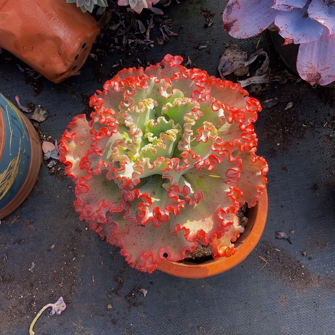 女王花笠26.8单头多肉
