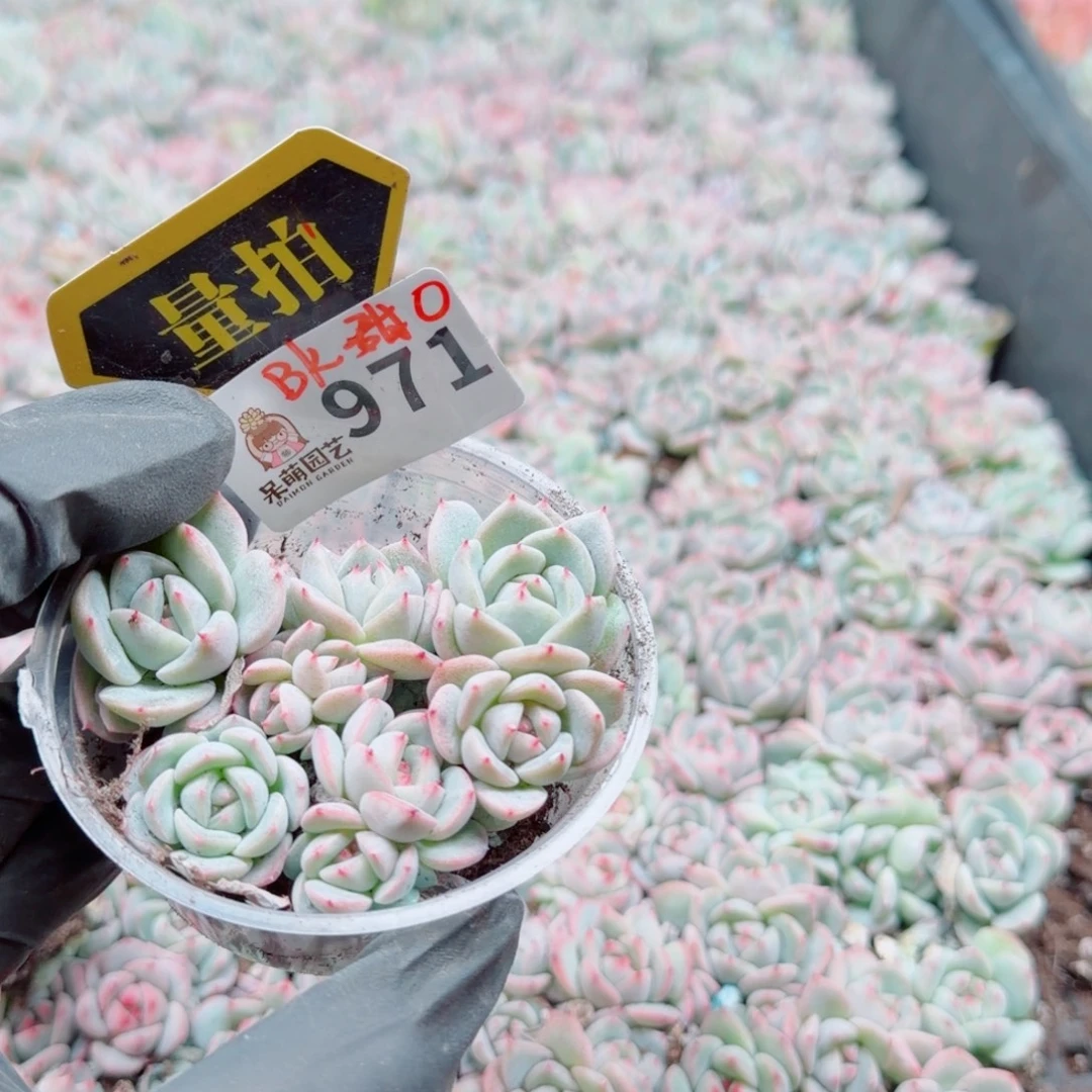 多肉植物多肉植物