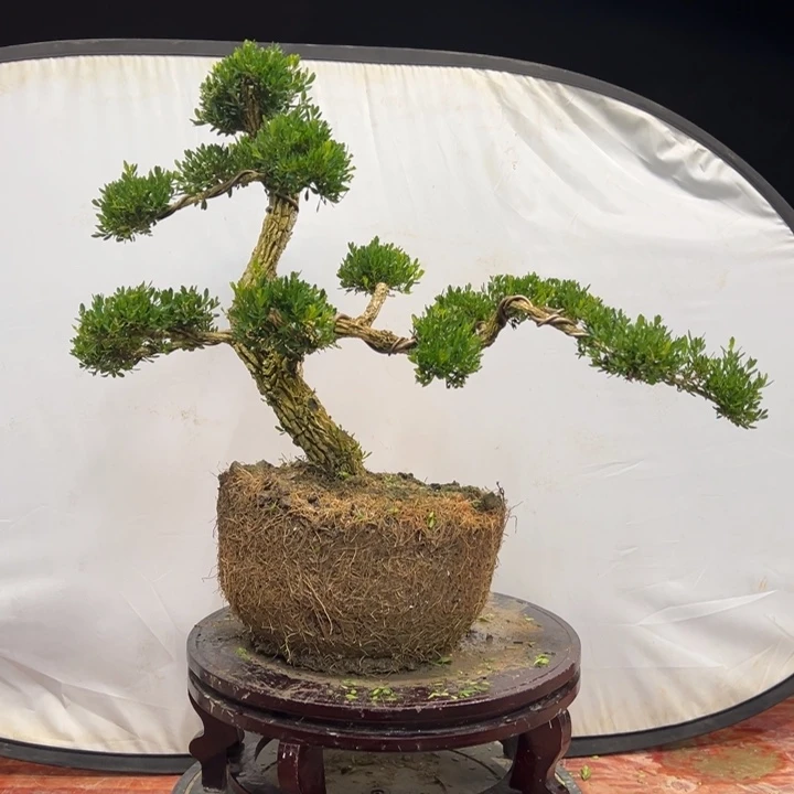 无花朵广东皱皮雀舌黄杨