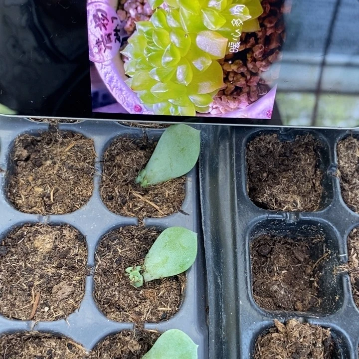 风花清扬826芽苗一个多肉