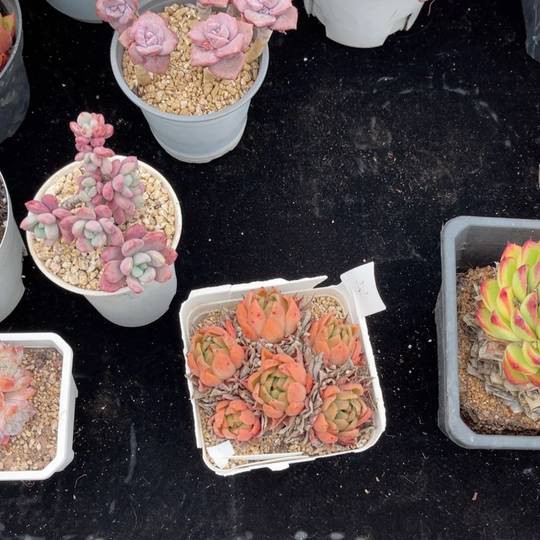 来**A0024东云多肉