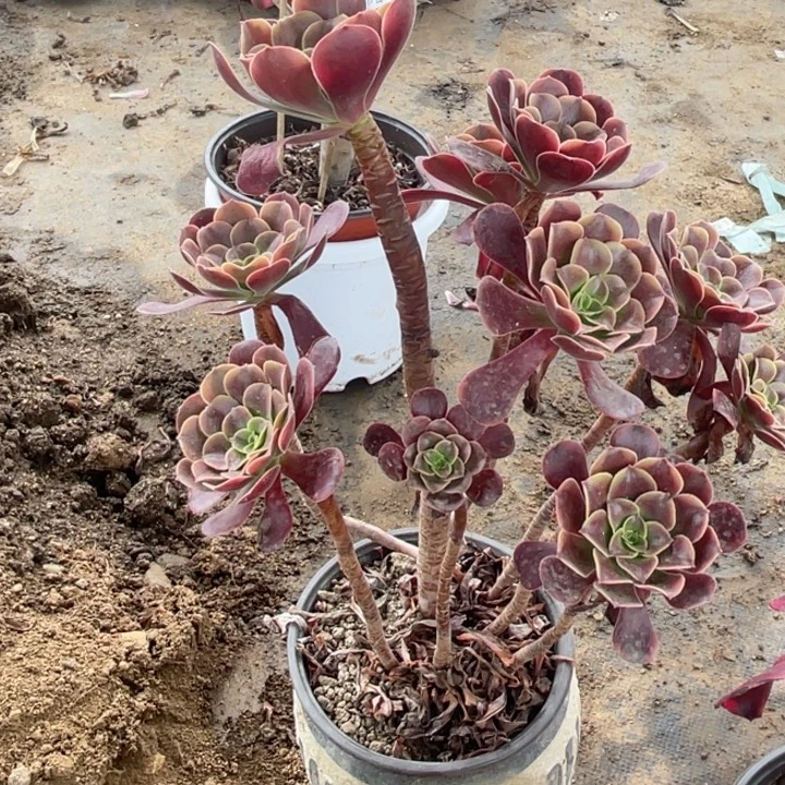 92欧嘉莉多肉1234467789