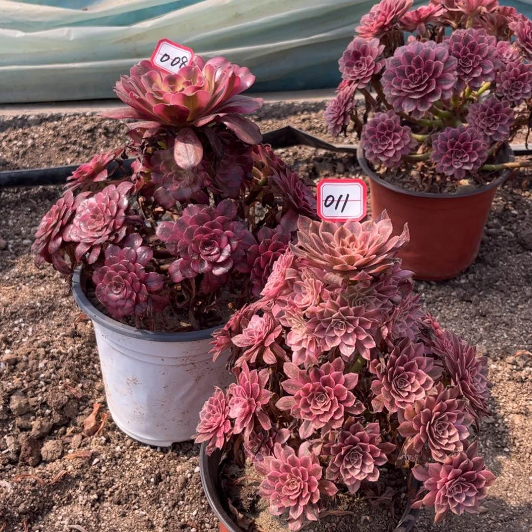 ****灵088011多肉植物美姬黑天鹅断枝不包
