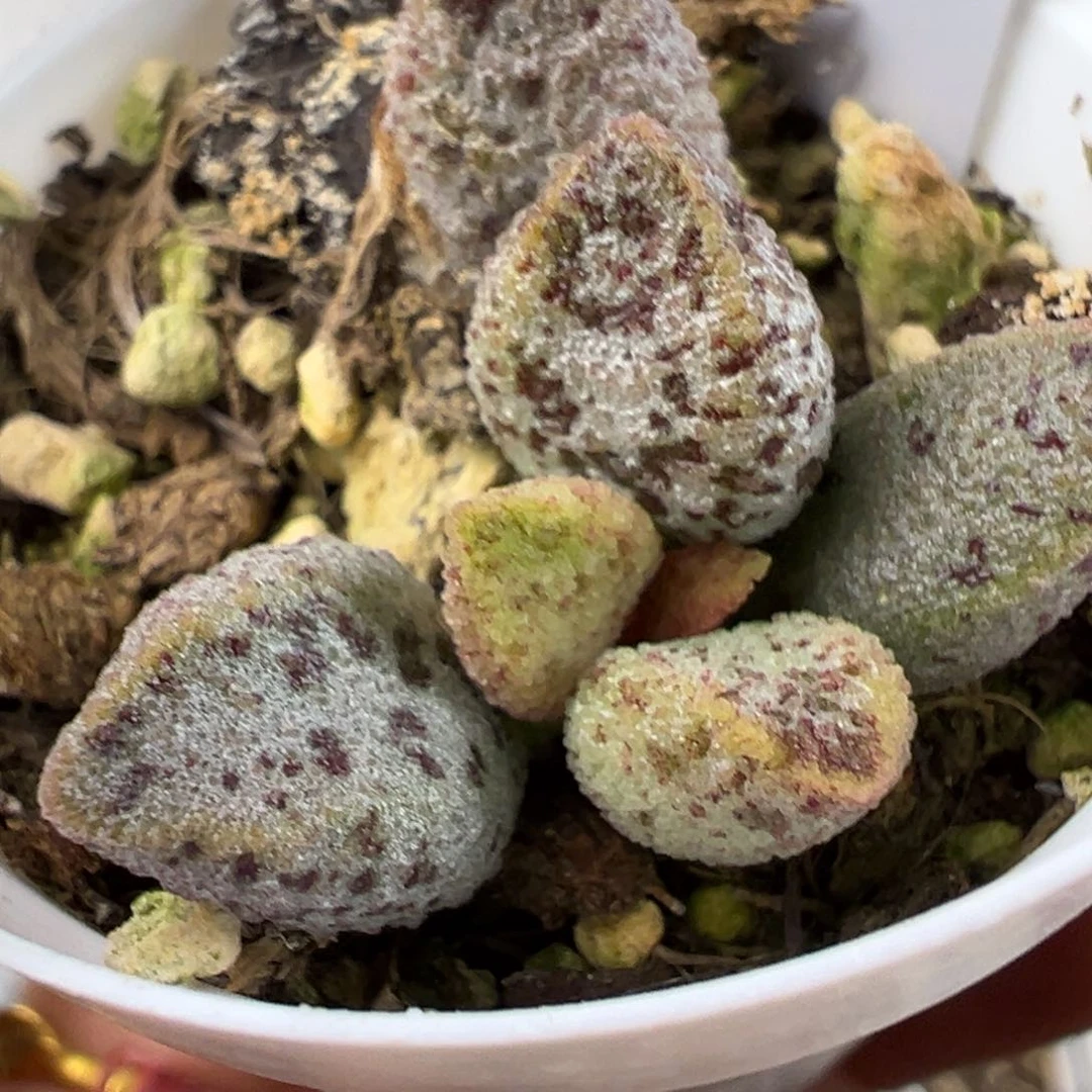 冰晶蛇皮暗黑系多肉植物