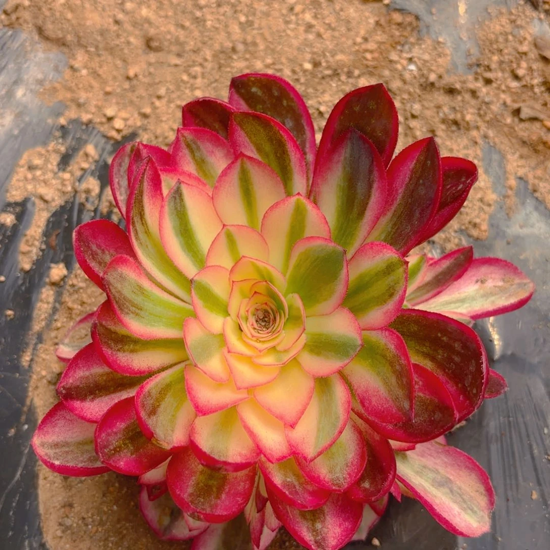 倾城多肉多肉植物63号