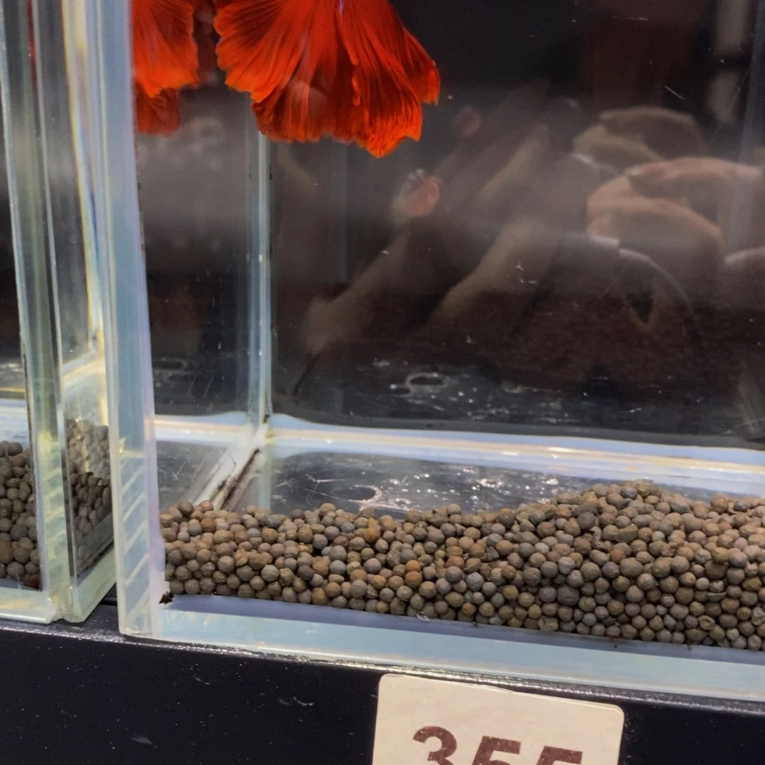 斗鱼紫***?355巨斗半月