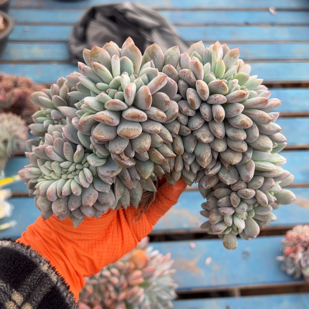 缀化呀呀呀呀呀呀呀呀