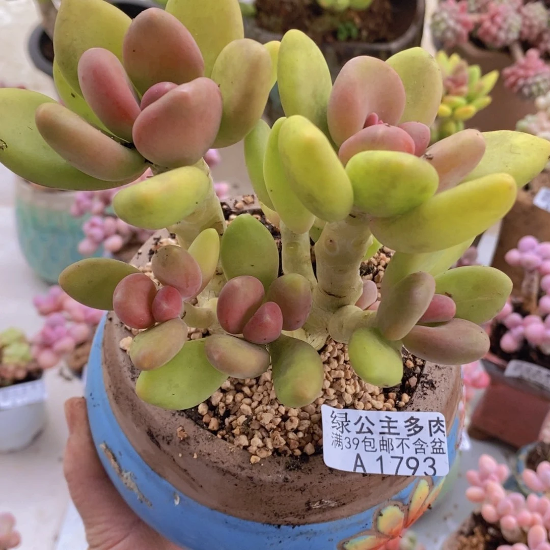 芒果奶11cm1793多肉植物
