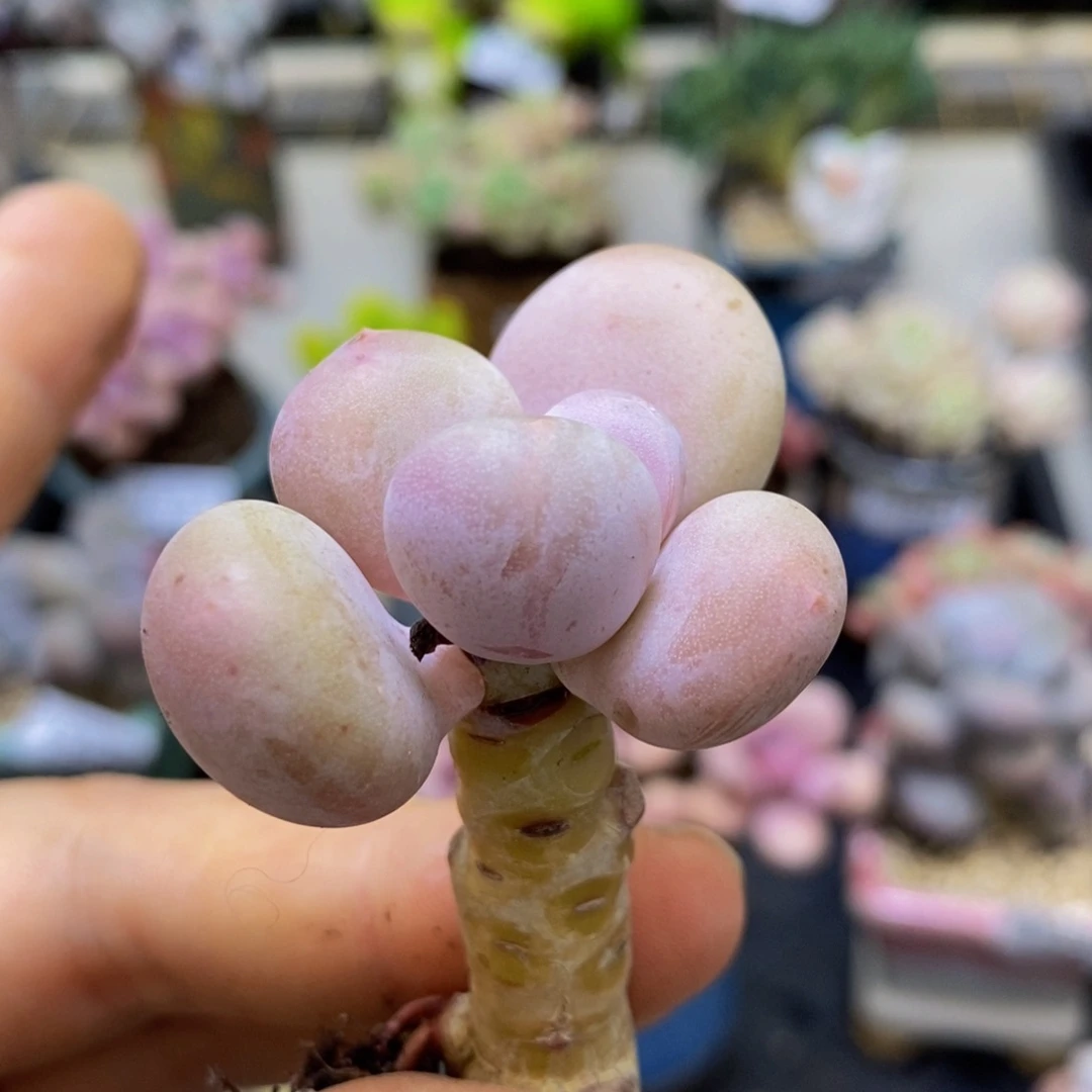 325 丸叶蛋黄奶3 厘米