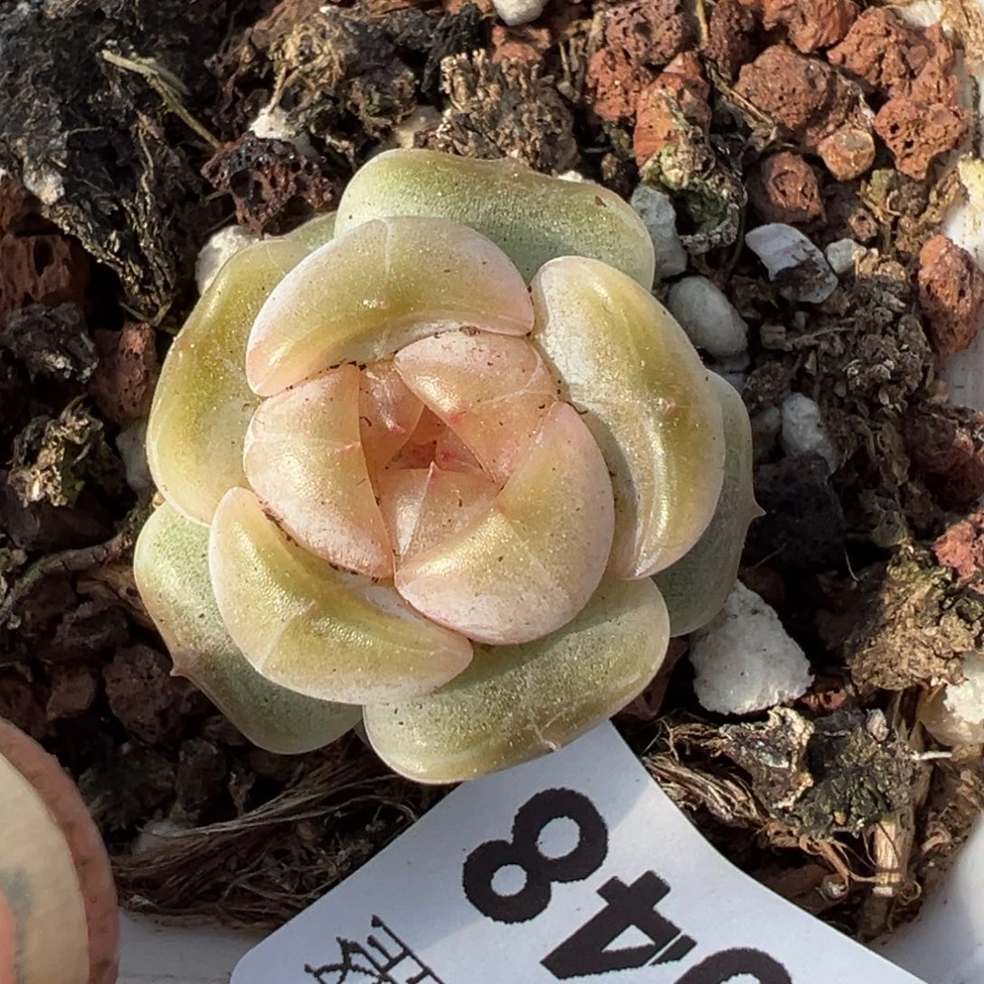 小卡拉米糖心一物一拍13-48