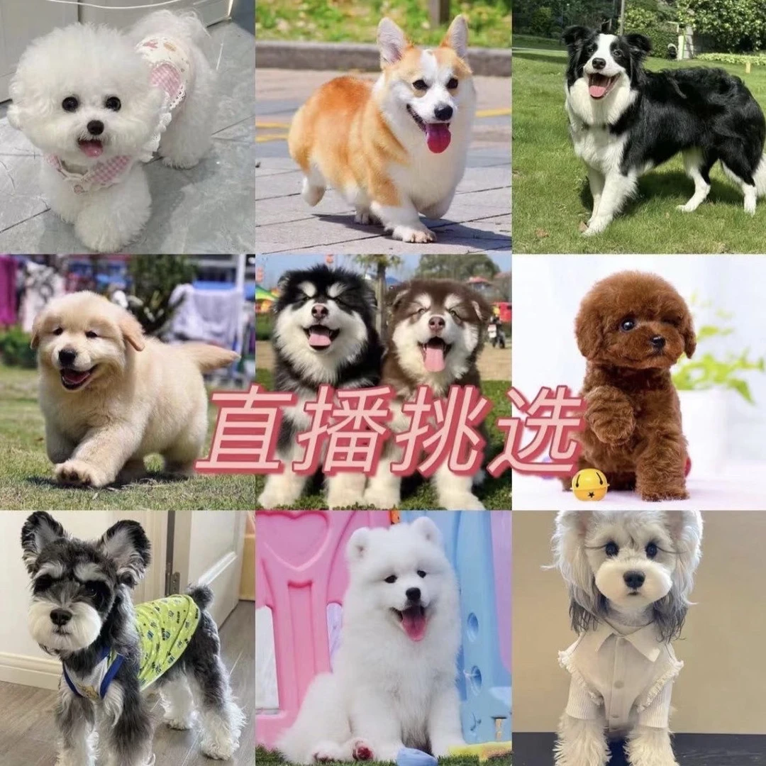 直播间博美比金毛拉布拉多德牧泰迪柯基边幼犬活体活物小狗