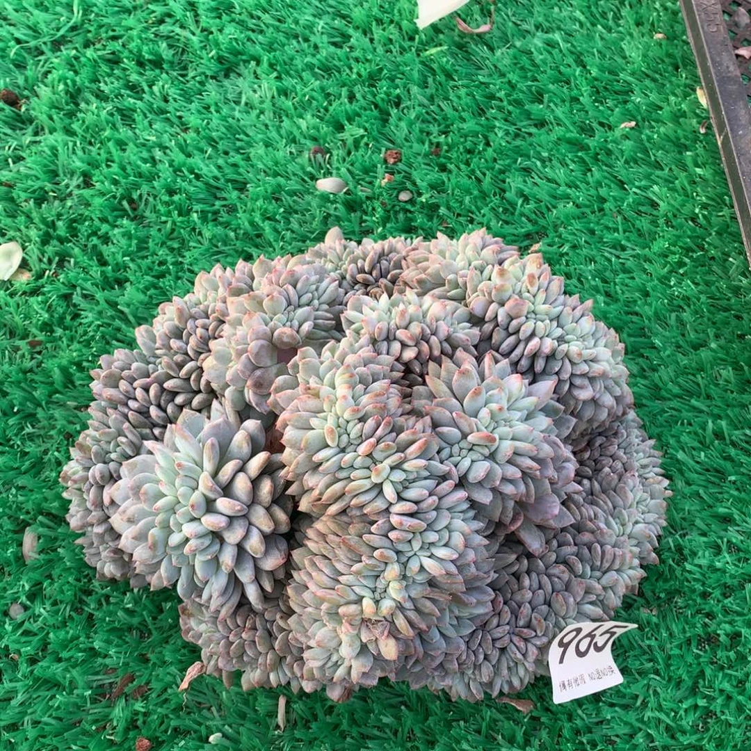 965橙子缀多肉植物