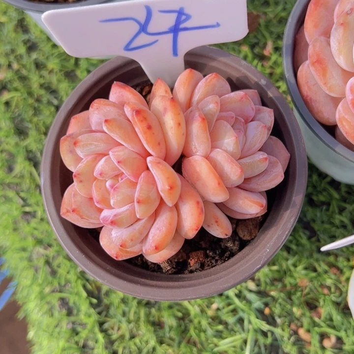 健健康康平平安安