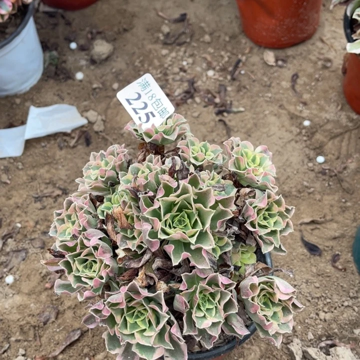 225白凤小手捧1号棚