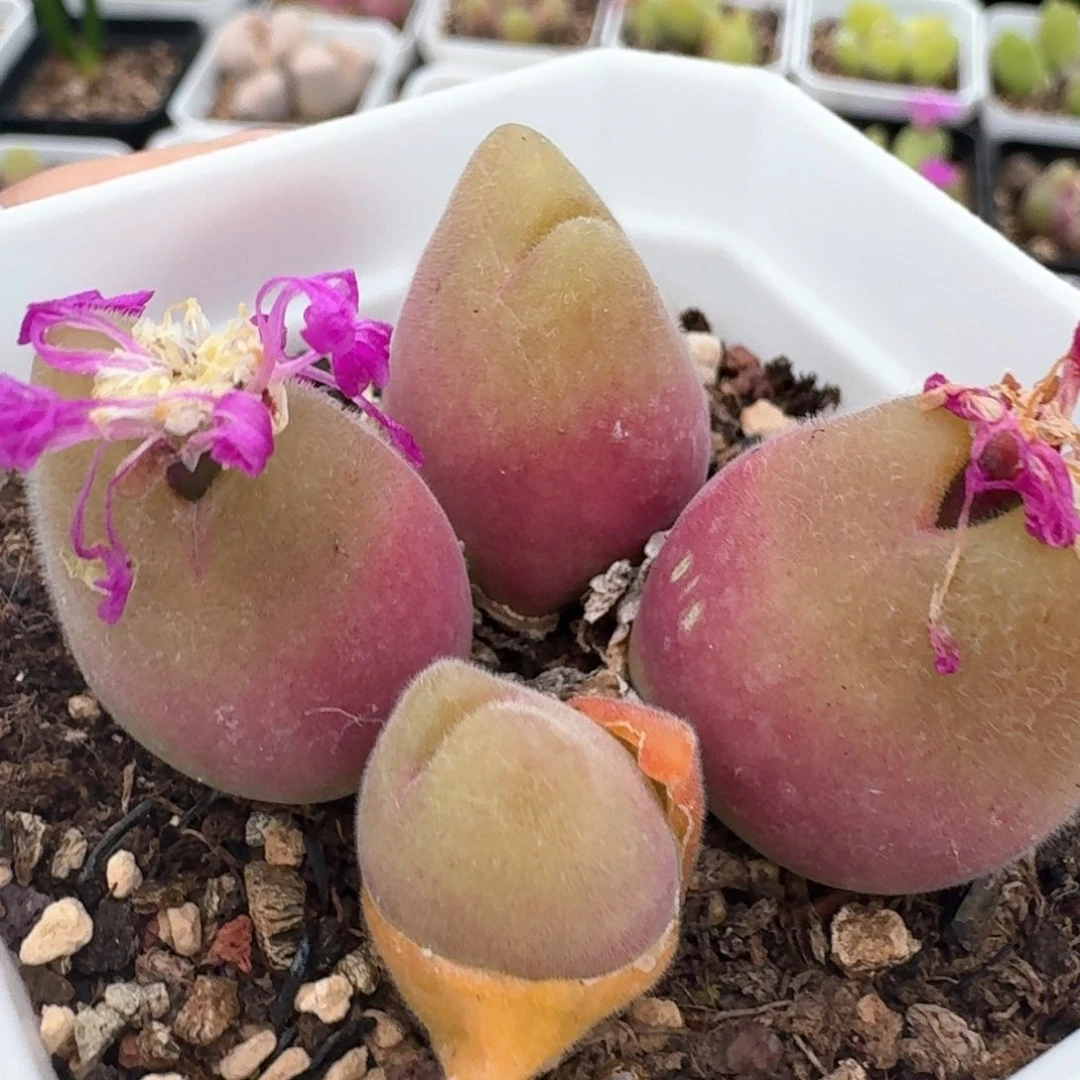 232带盆土发货长毛翠滴