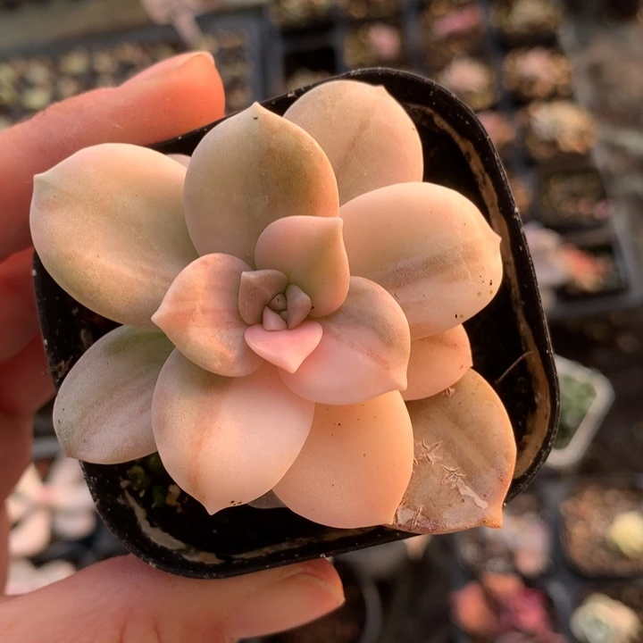 华丽风车锦炖肉植物