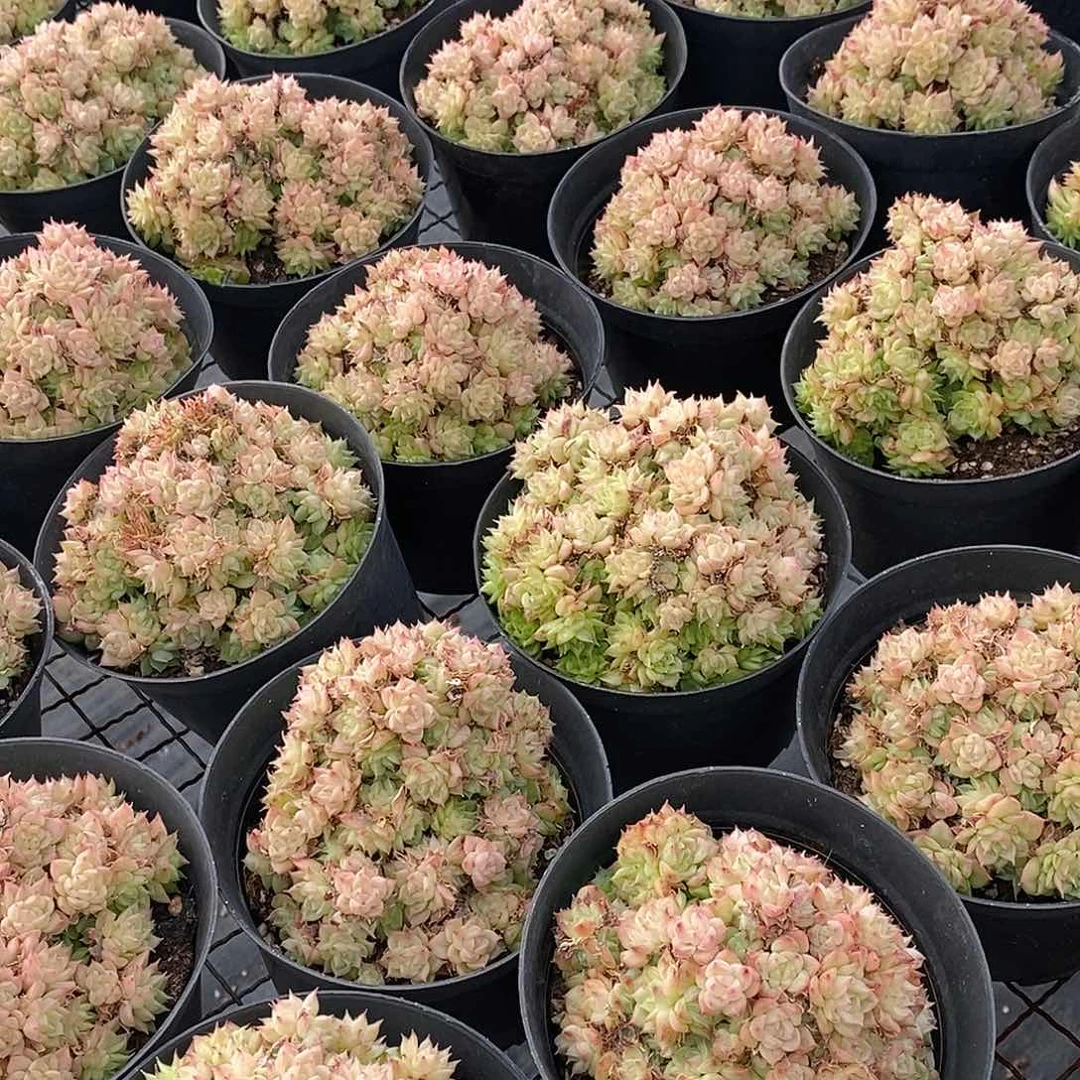 金汇园艺，团绿油麦杆群