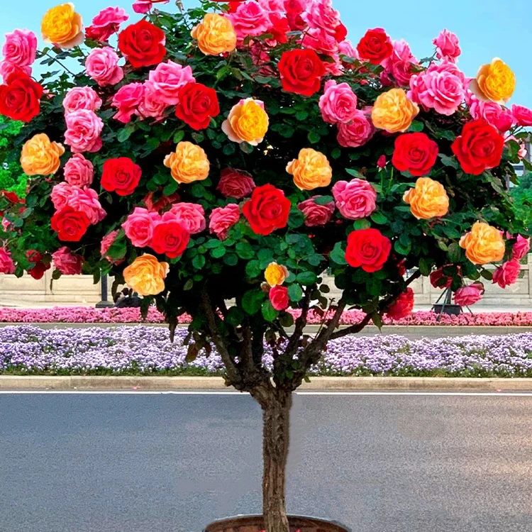 多色月季树 独杆树月季 别墅庭院地栽 阳台盆栽