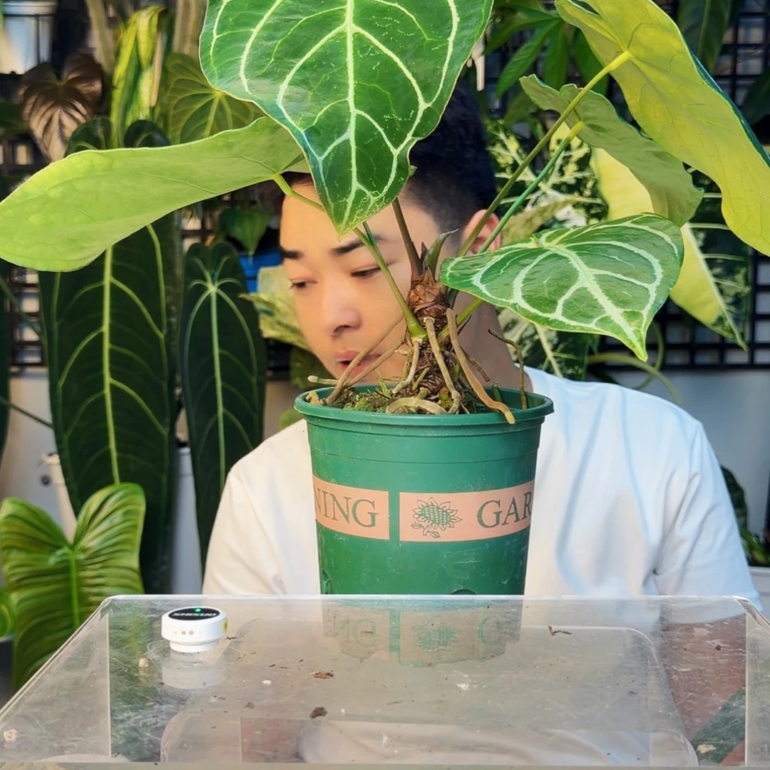 不开花植物B136 南美水晶绿丝绒