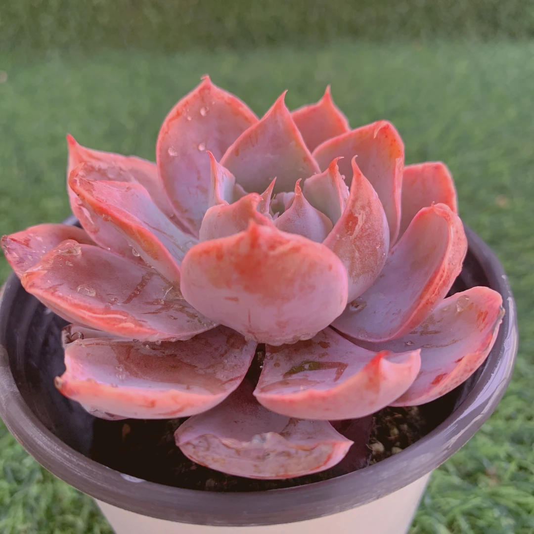 Pinky粉红天使精品多肉植物盆栽阳台花卉一单包邮