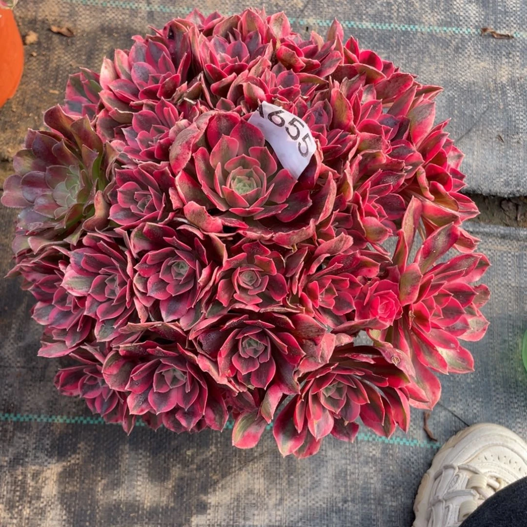 655.红粉佳人多肉植物