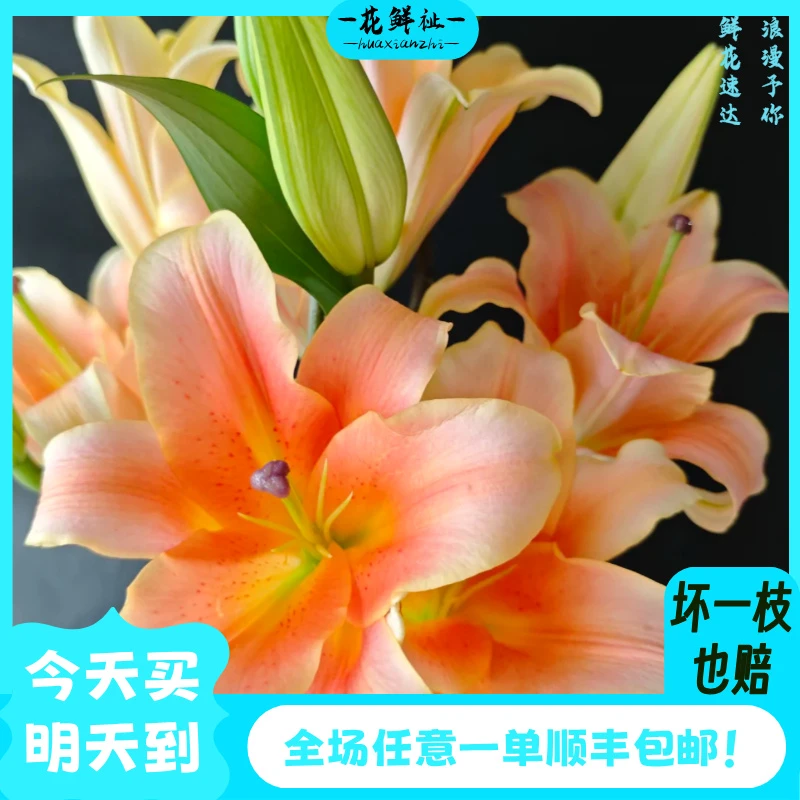 花鲜祉【一见钟情香水百合3枝】全场任意一单顺丰包邮次日达