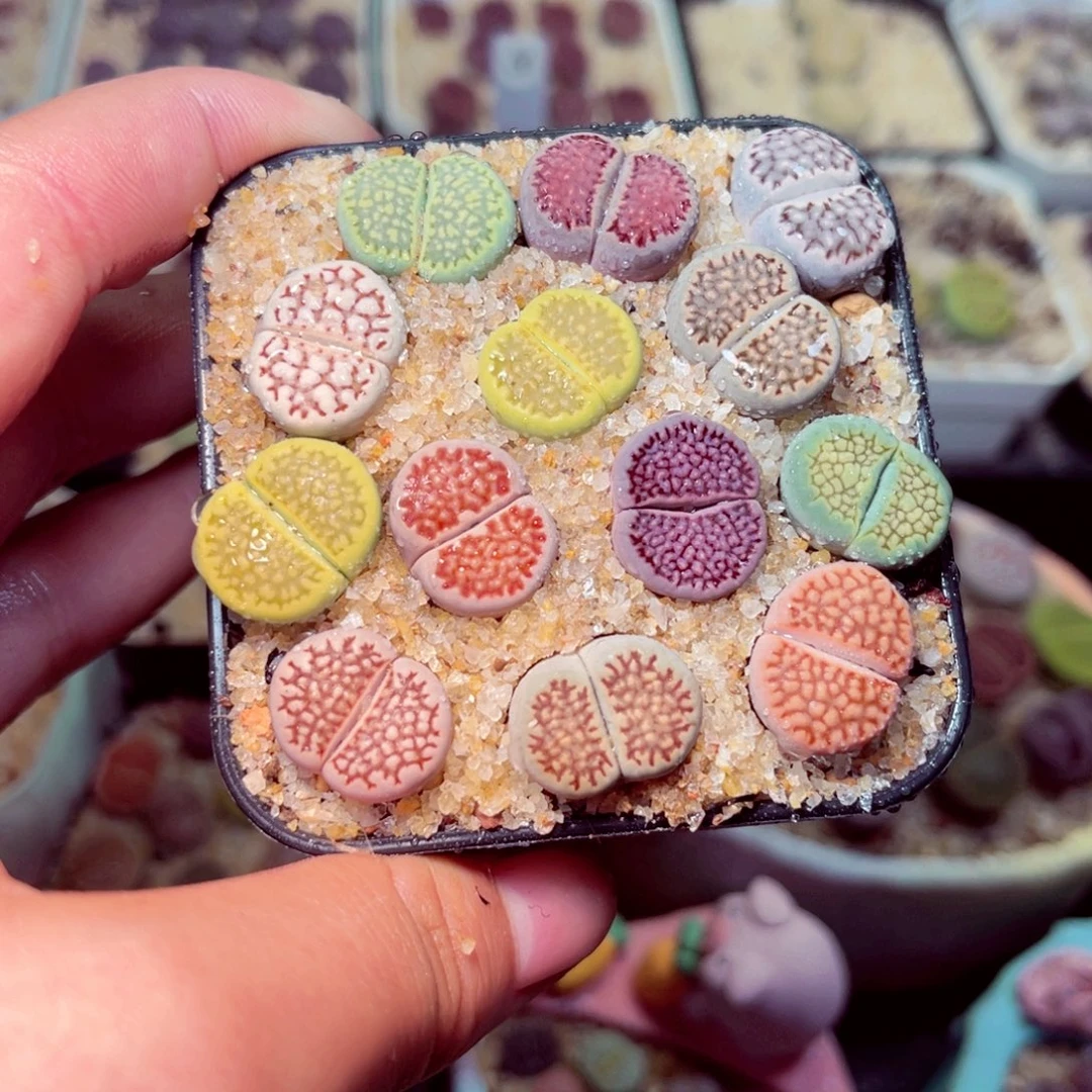 08号带盆包邮发货