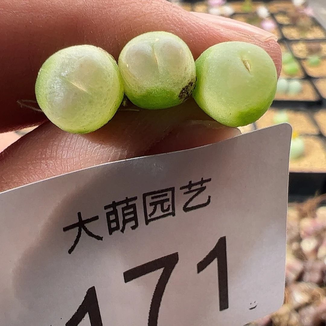 一物一拍默认微瑕171