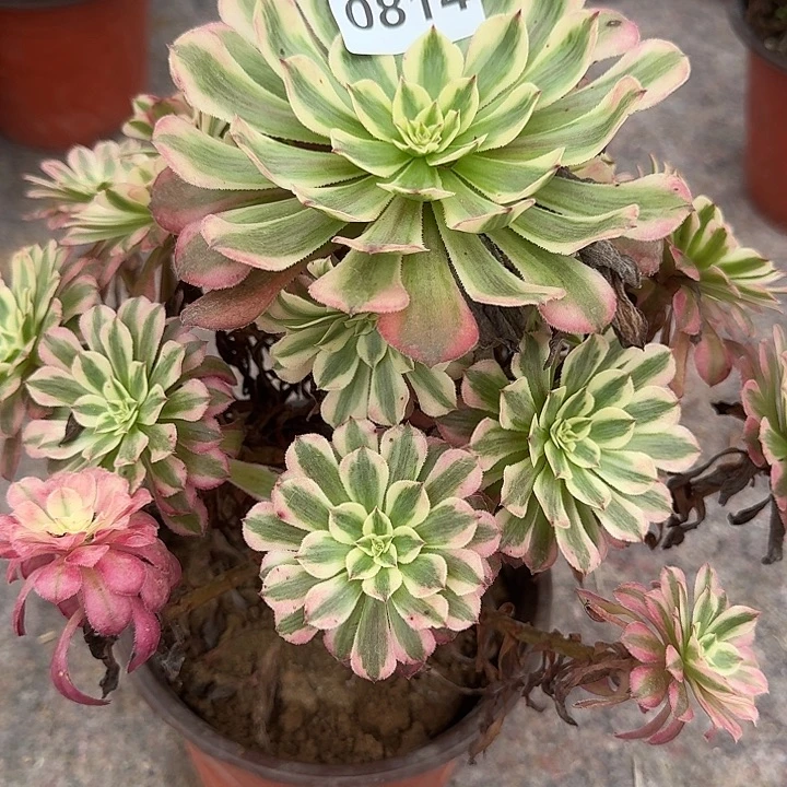 0814红铜超白多肉植物