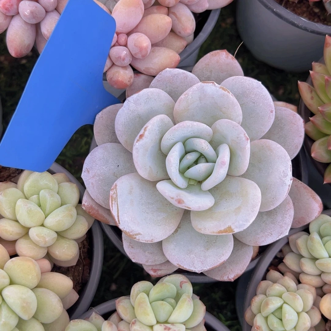 香玉的故事是一个人的故事