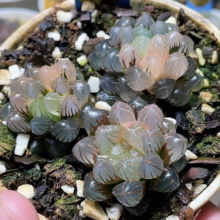 676拼盘一套特选度老师