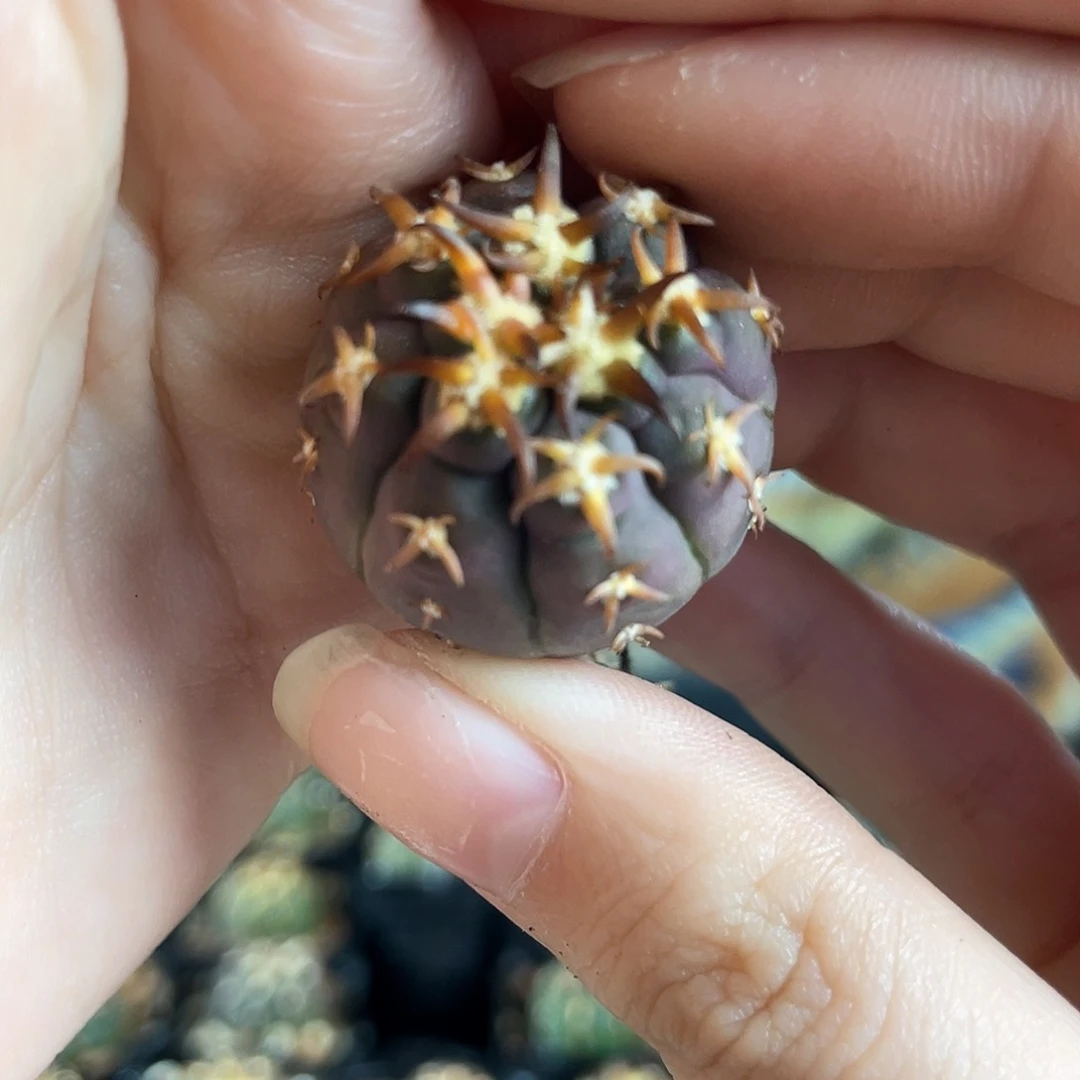 2.5cm实生粗刺优选猫爪萝卜根