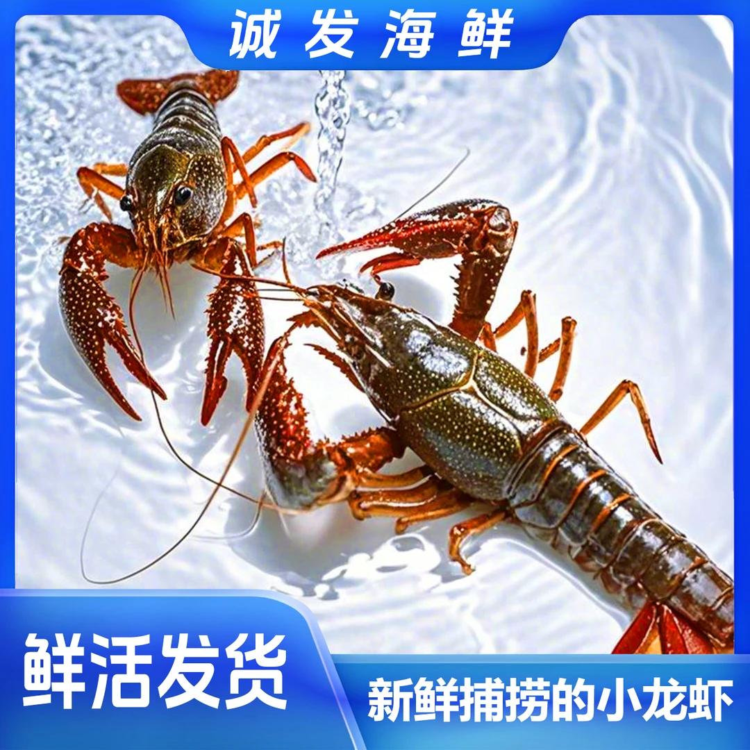 ( 鲜活 ） 小龙虾中青 5斤装（2500g—） 现挑现选