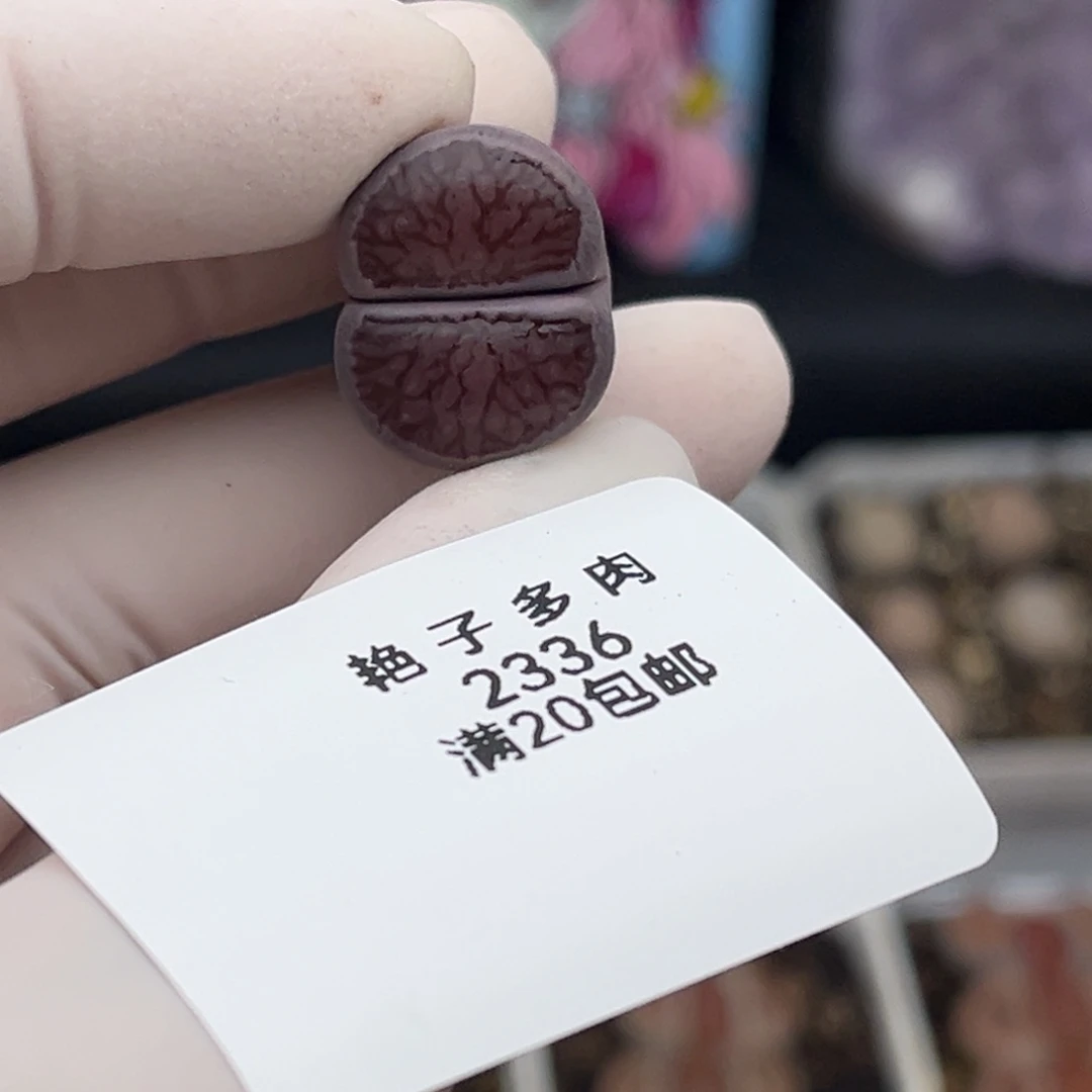 2336号一棵紫菊发货