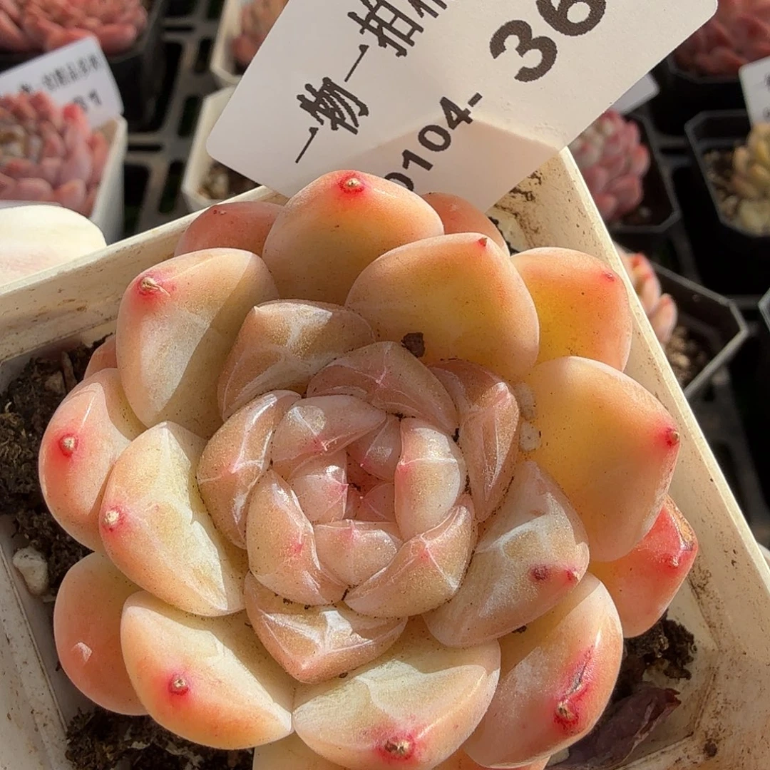 0104-36多肉一物一拍