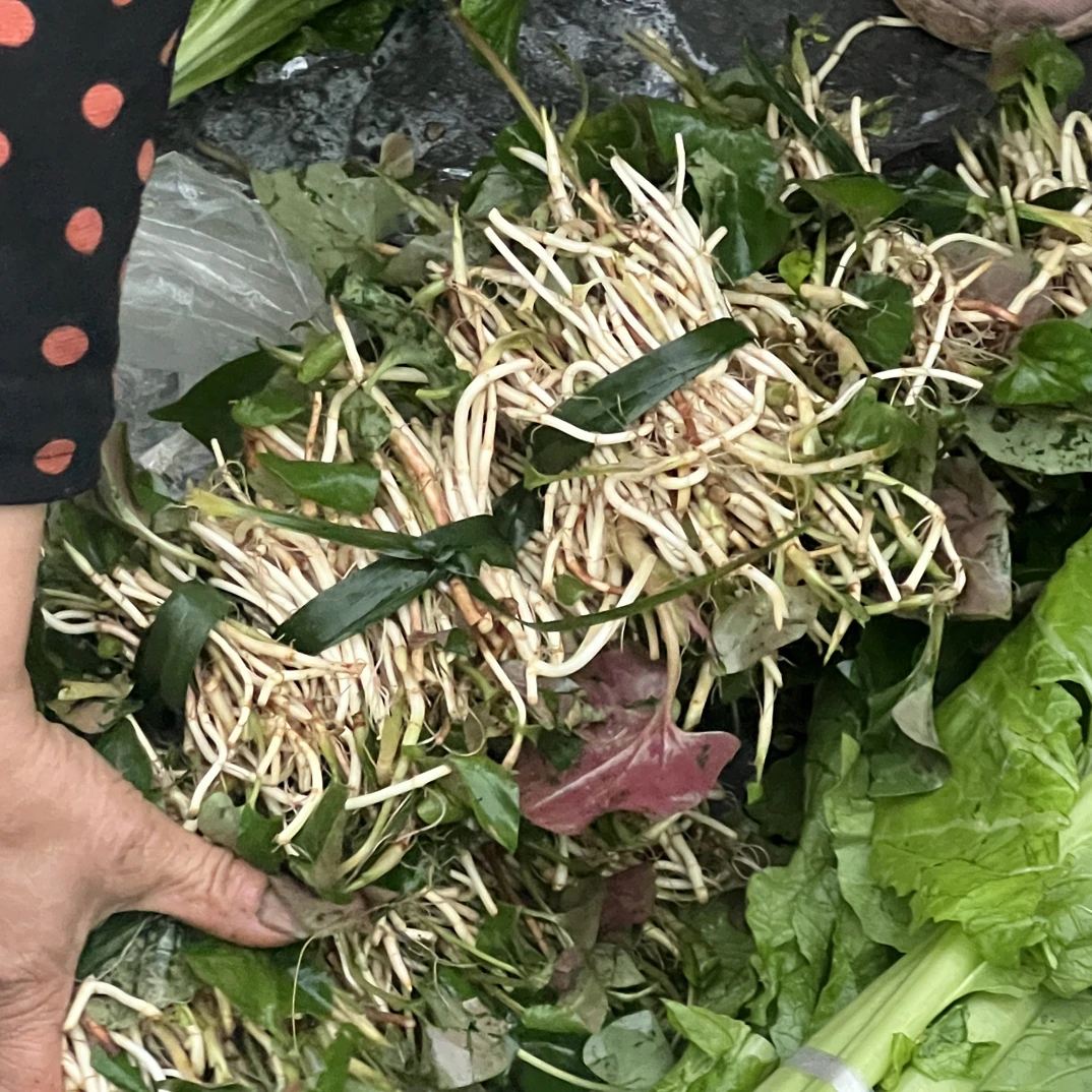 （鱼腥草）重庆武隆菜市场折耳根农家本地蔬菜代购