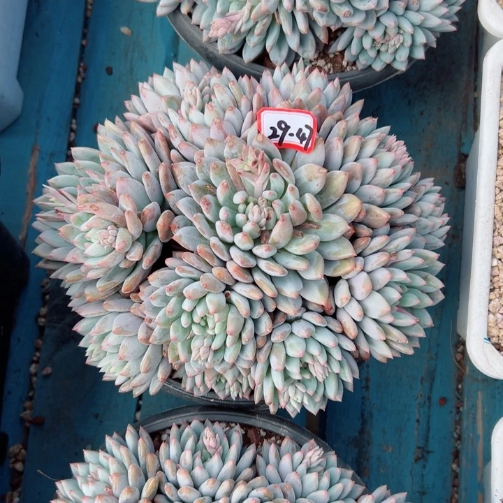 紫**光精品多肉植物老桩