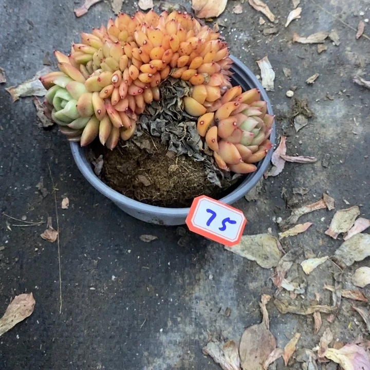 修*一物一拍玉杯东云75