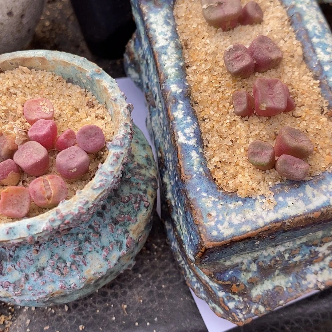 2180两盒一组紫方碗