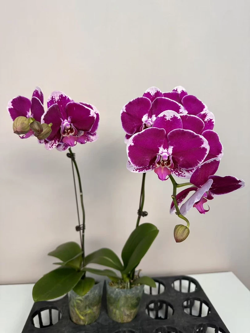 精品蝴蝶兰【大财主】鲜花盆栽好养活多样性发货