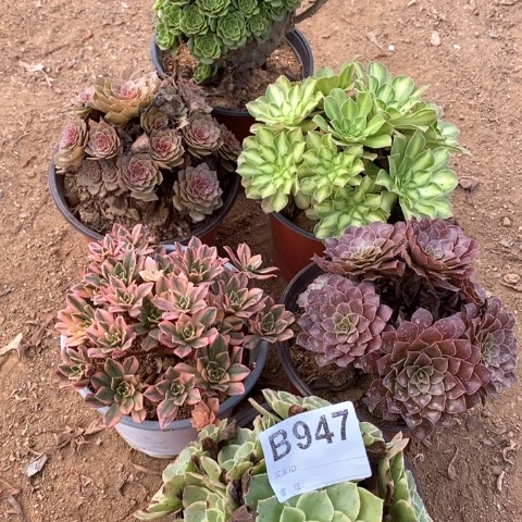 木***菲947六棵法师多肉植物