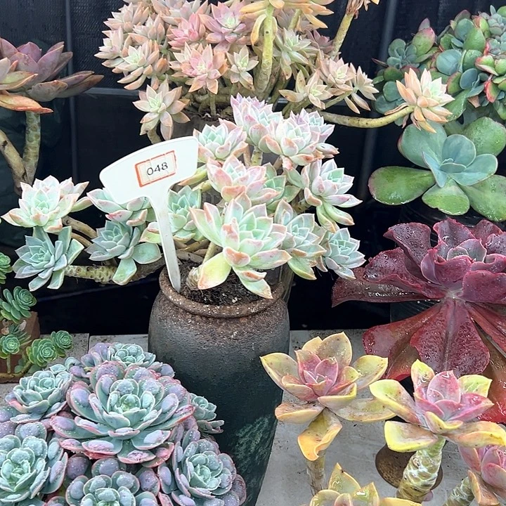 小***人哈利多肉植物群落048