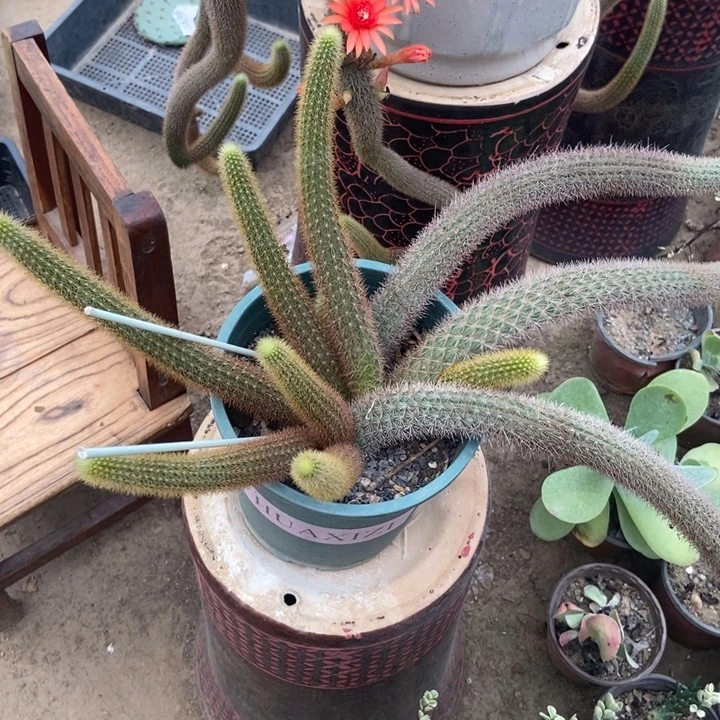 红蜻蜓一棵多头独立桩红花