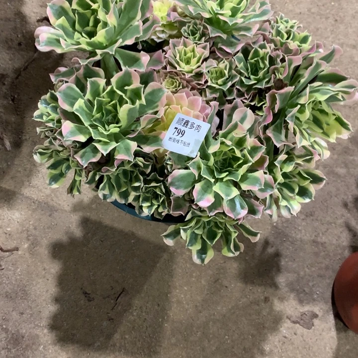 799雨化石多肉植物特价