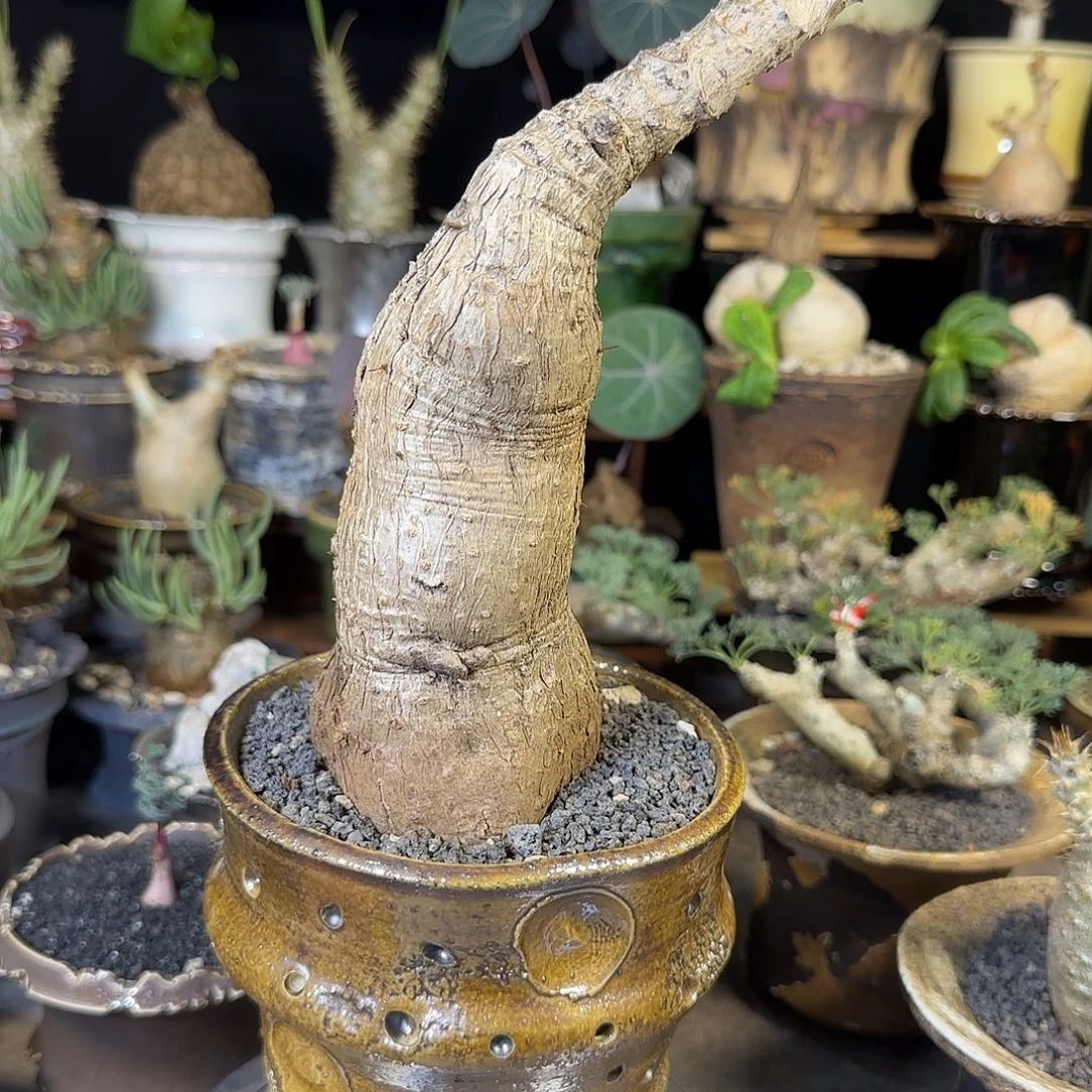 一物一拍奇异油柑468