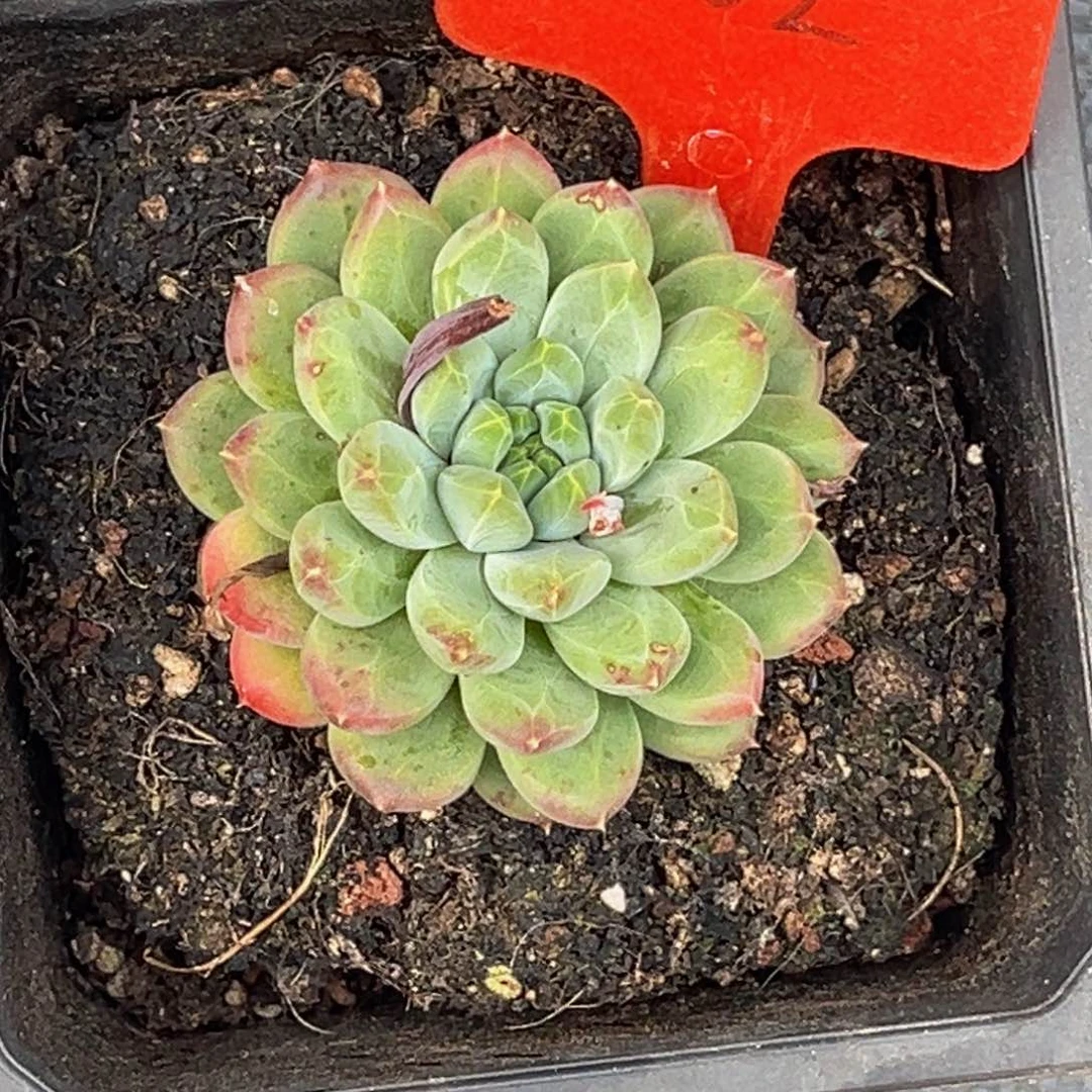 姜**姜0002号下午美人杂交系列群生多肉