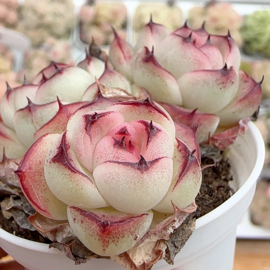 B*a【闪购商品】0119-86（边线小魔仙